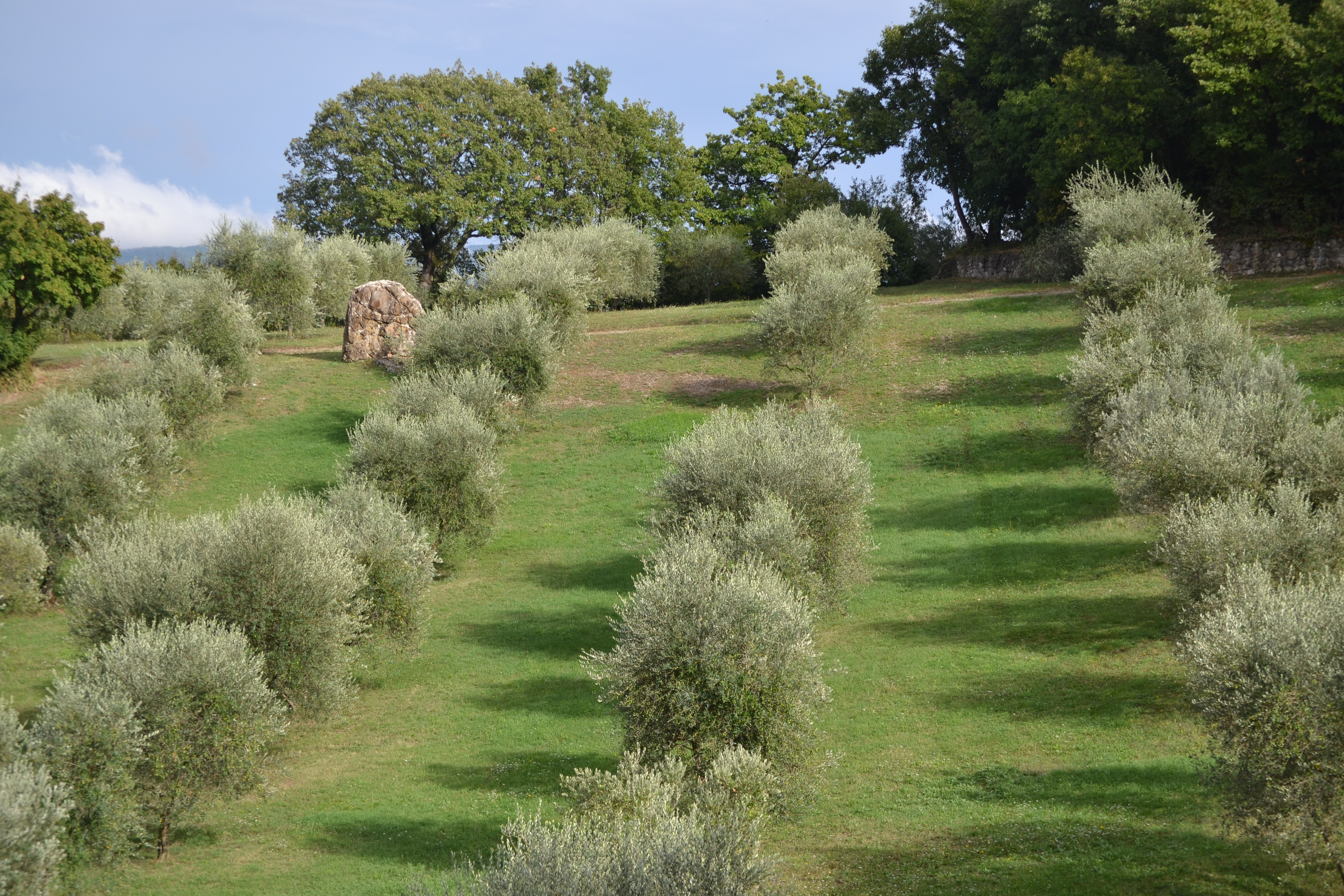 Λίτριος παραγωγός